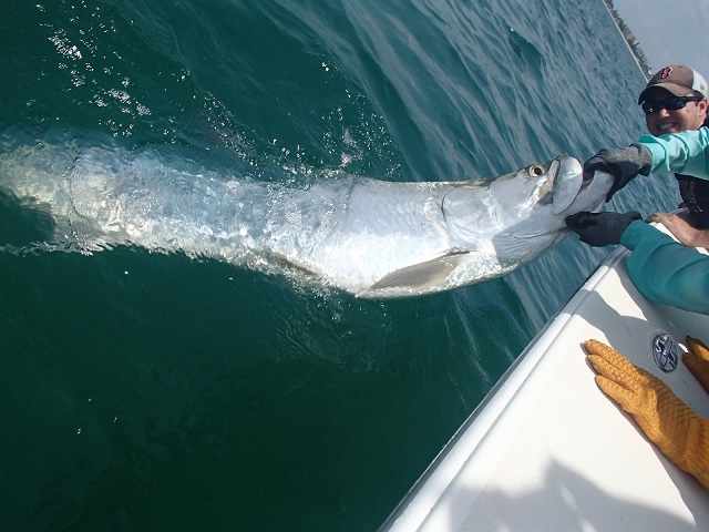 Matt and tarpon